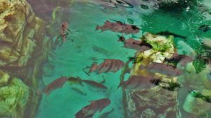 Read more about the article Discovery Cove’s juvenile spadefish