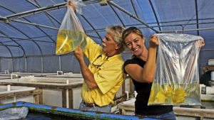 Read more about the article Yellow Tang Broodstock Acquired at University of Florida