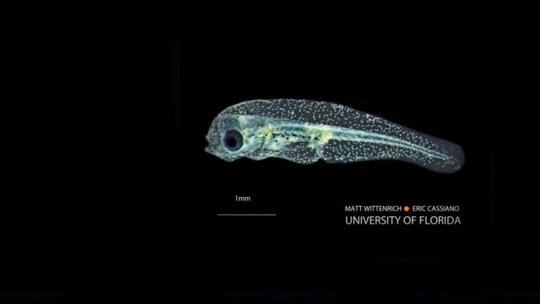 Read more about the article Yellow Tang larvae and fine-tuning of molecular identification