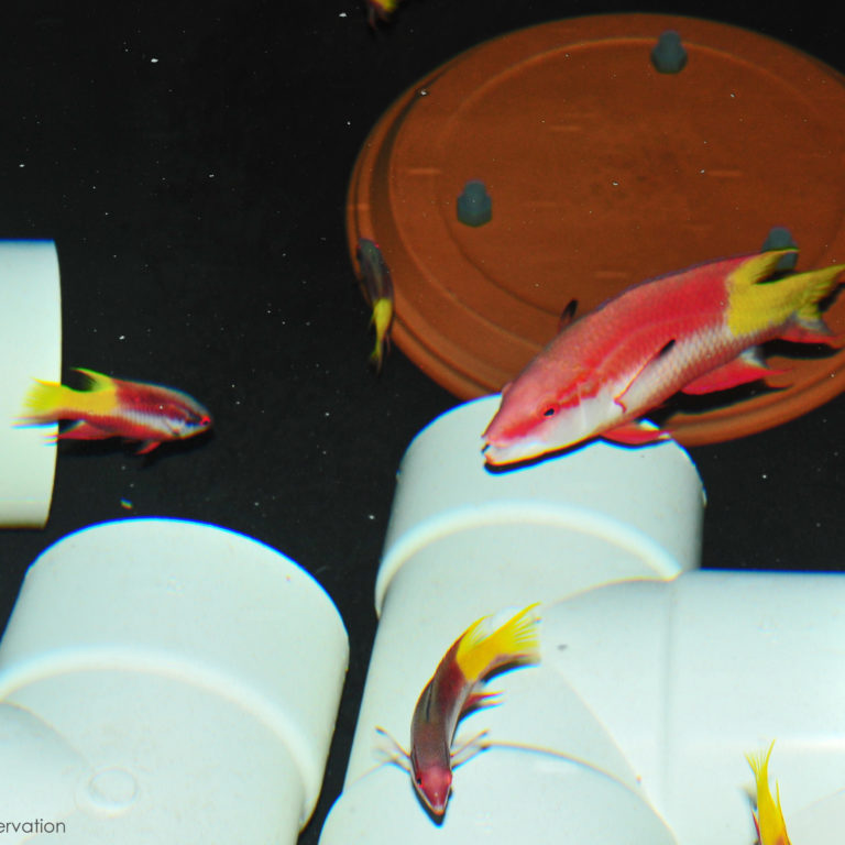 Read more about the article UF/IFAS IRREC Successfully Aquacultures the Cuban Hogfish, Bodianus pulchellus!