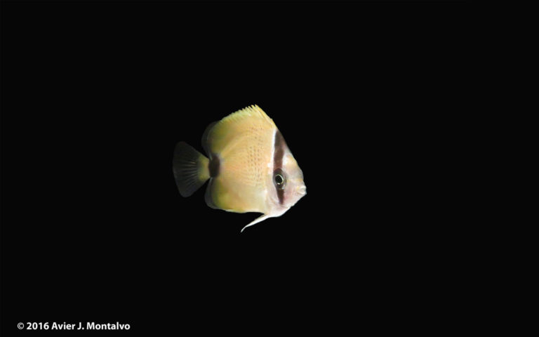 Read more about the article MILLETSEED BUTTERFLYFISH | Chaetodon miliaris