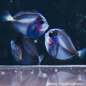 Read more about the article UF/IFAS TAL Successfully Closes the Pacific Blue Tang, Paracanthurus hepatus, Life Cycle!