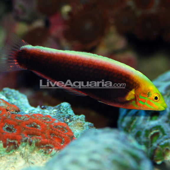 Read more about the article LiveAquaria Donates Radiant wrasse, Halichoeres iridis, to UF/IFAS TAL