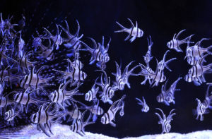 Read more about the article Banggai Cardinalfish, Pterapogon kauderni, Aquaculture Pledge