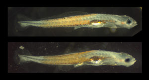 Read more about the article UF/IFAS TAL Making Advances in Fire Goby, Nemeteleotris magnifica, Aquaculture