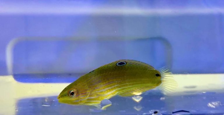 Read more about the article UF/IFAS TAL Continues to Advance Aquaculture Protocols for Melanurus Wrasse, Halichoeres melanurus