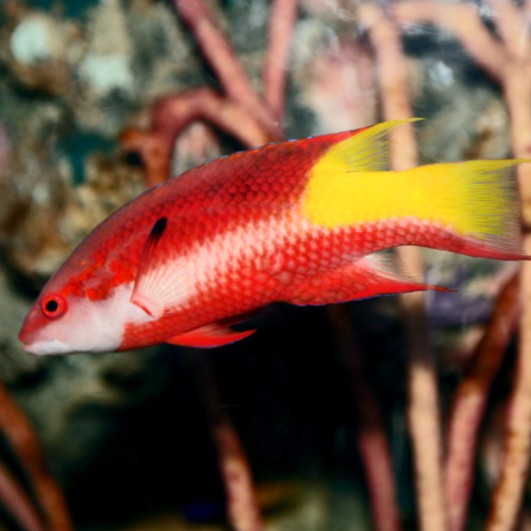 Read more about the article CUBAN HOGFISH, BODIANUS PULCHELLUS | UF/IFAS IRREC