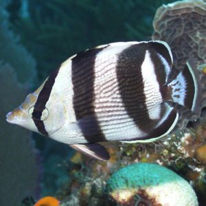 Read more about the article BANDED BUTTERFLYFISH, CHAETODON STRIATUS | UF/IFAS IRREC