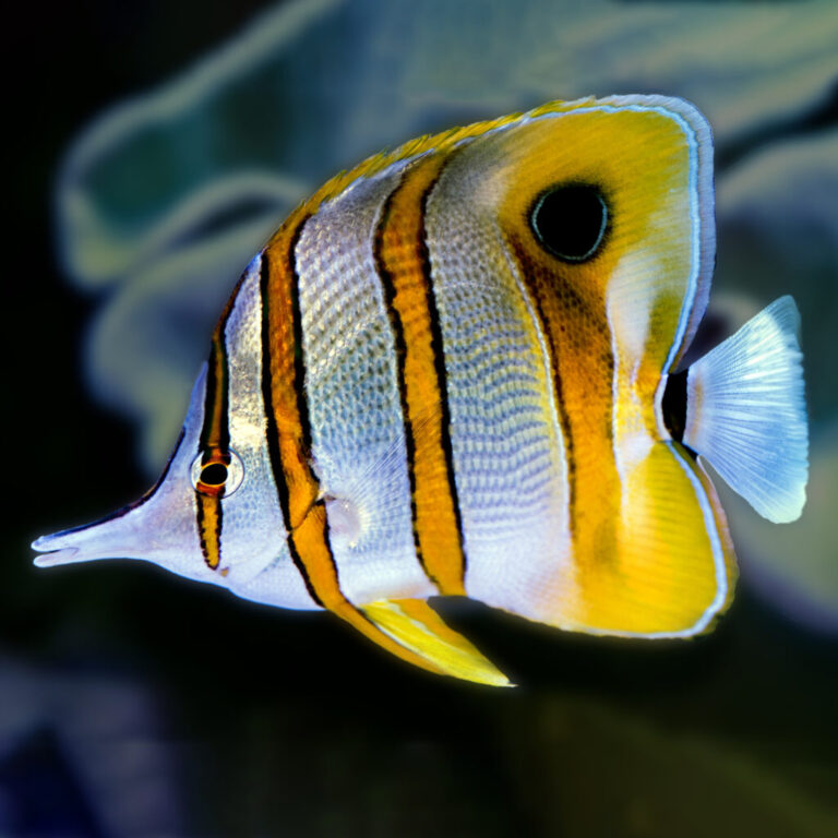 Read more about the article COPPERBAND BUTTERFLYFISH, CHELMON ROSTRATUS | UF/IFAS IRREC