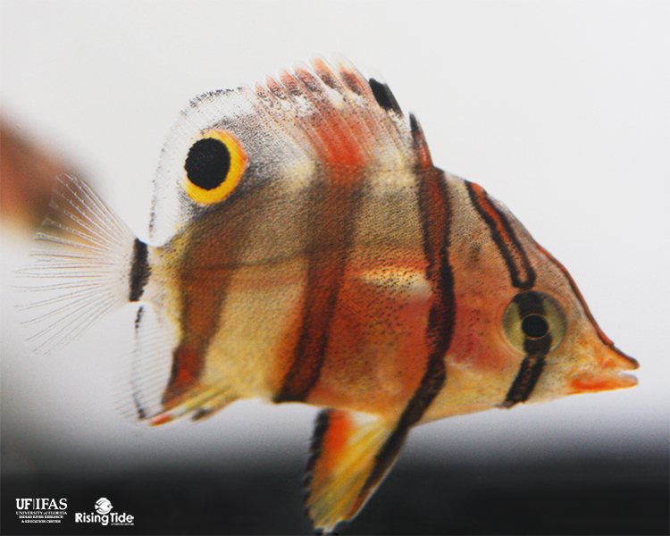 Gold Ring Butterfly Sucker, Reticulated Hillstream Loach, Tiger Hillstream  Loach (Sewellia lineolata, Stock Photo, Picture And Rights Managed Image.  Pic. BWI-BS344948 | agefotostock