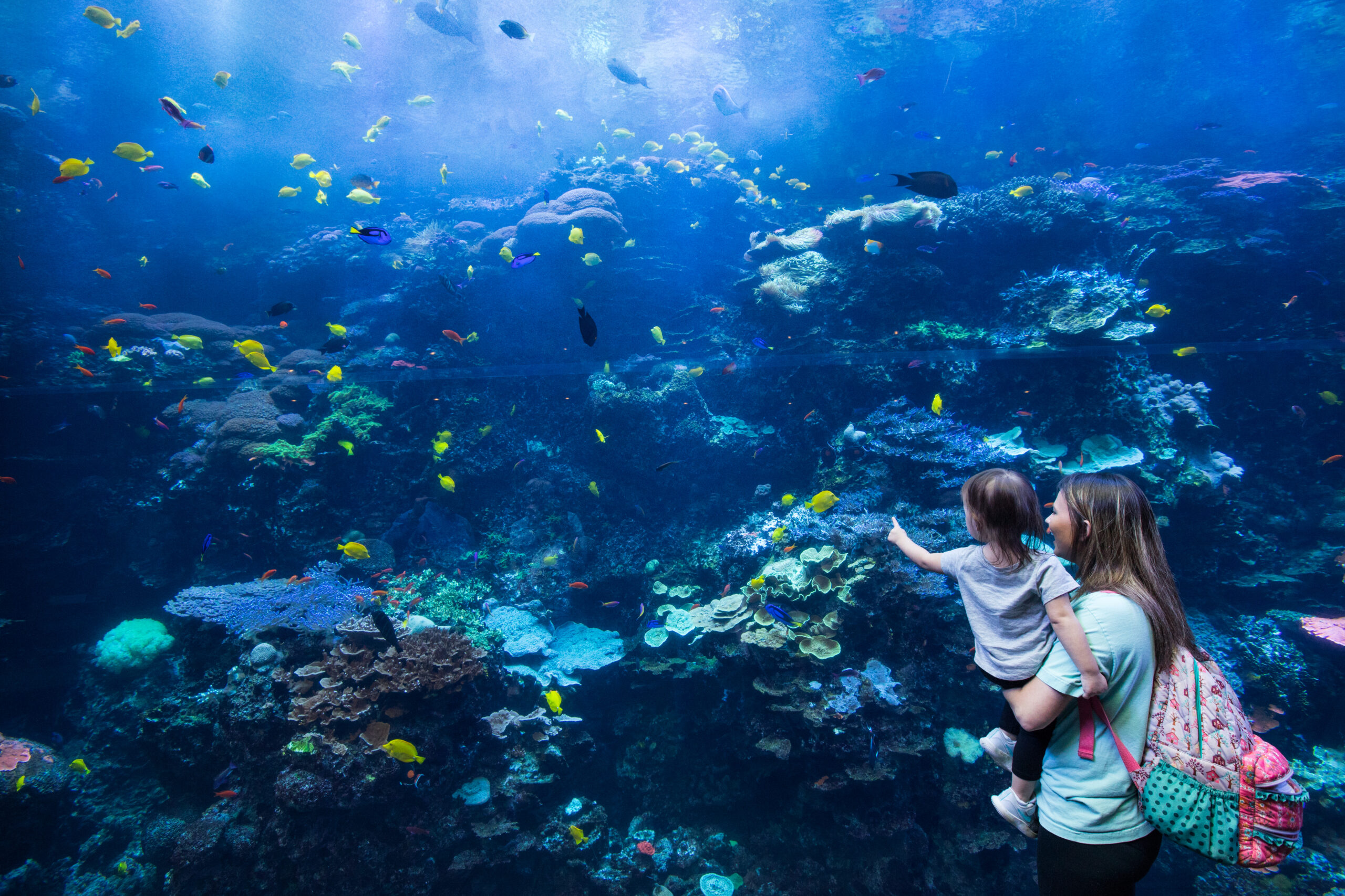 Behind the Scenes at Georgia Aquarium